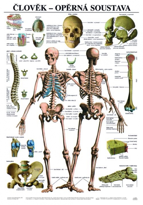 Člověk - opěrná soustava - Výuková tabula