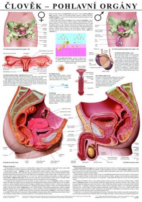 Člověk – pohlavní orgány - Výuková tabula