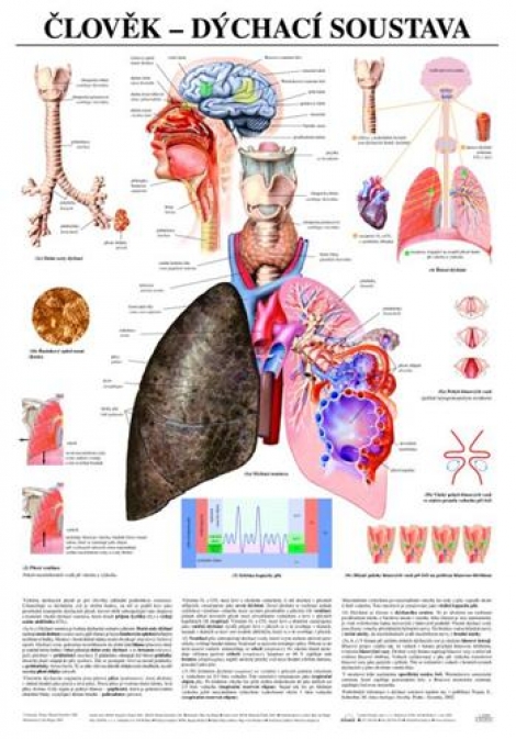 Člověk - dýchací soustava - Výuková tabula