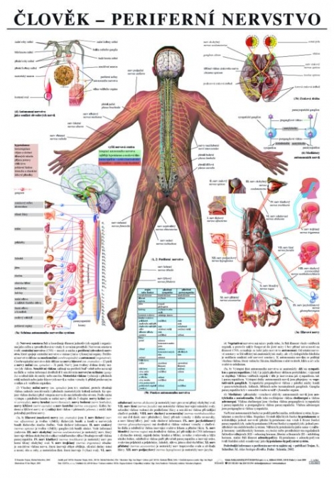 Člověk - periferní nervstvo - Výuková tabula