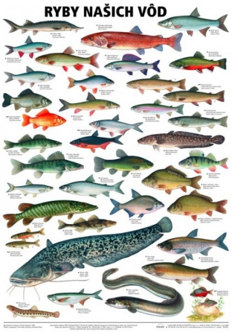 Ryby našich vod - 