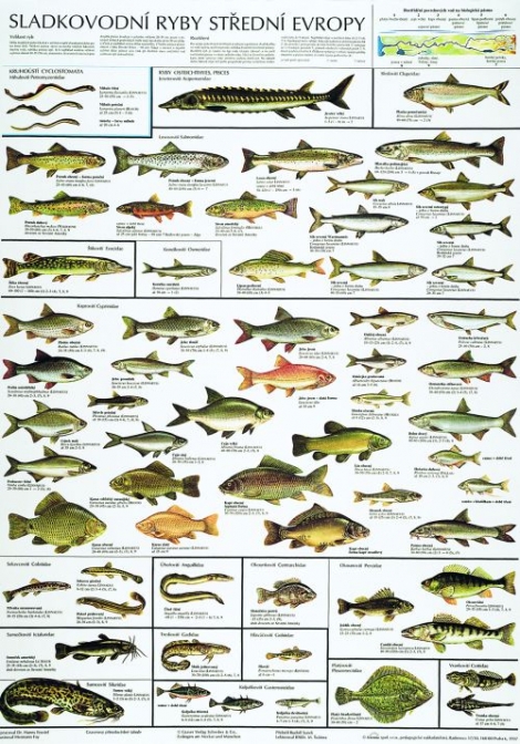 Sladkovodní ryby střední Evropy - 