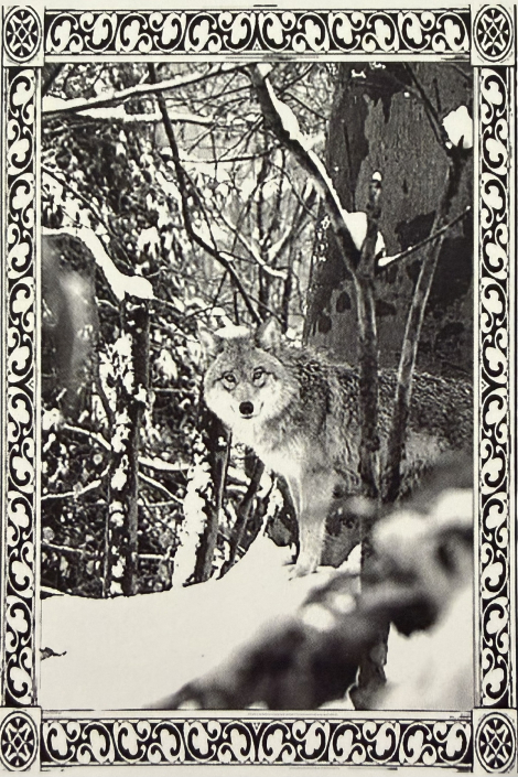 Occult Mountain ‎ - Wolven Dawn (MC)